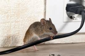 Effective Pest Control Solutions for a Healthier Living Environment